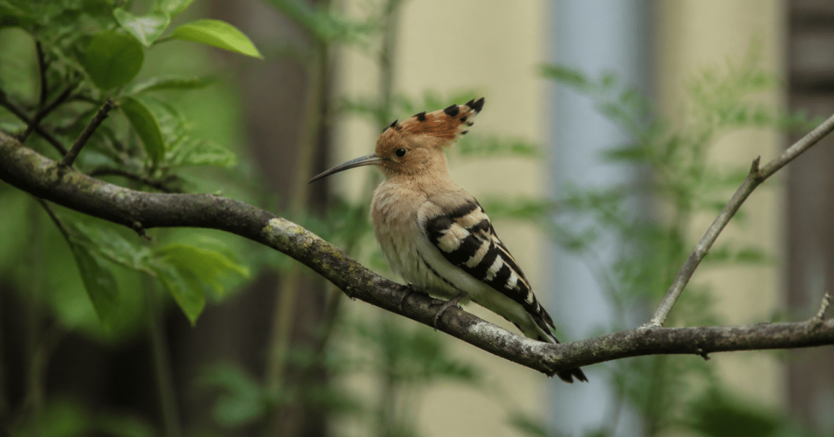 Petit oiseau huppe perche sur branche jardin