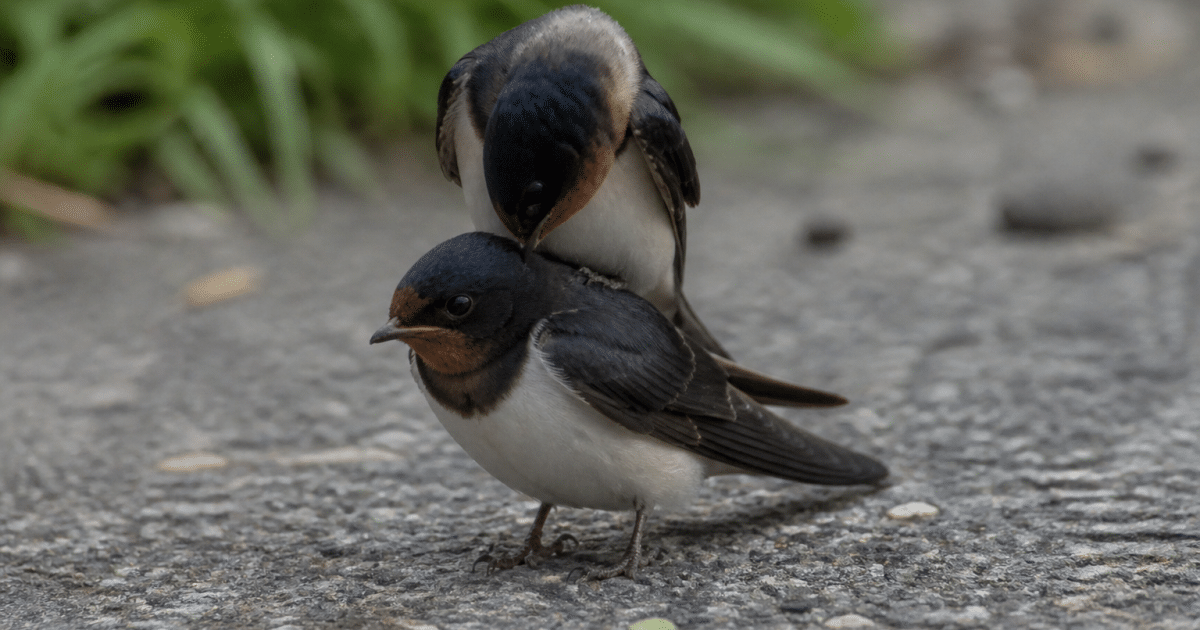 Deux oiseaux se touchant, l'un sur le dos de l'autre