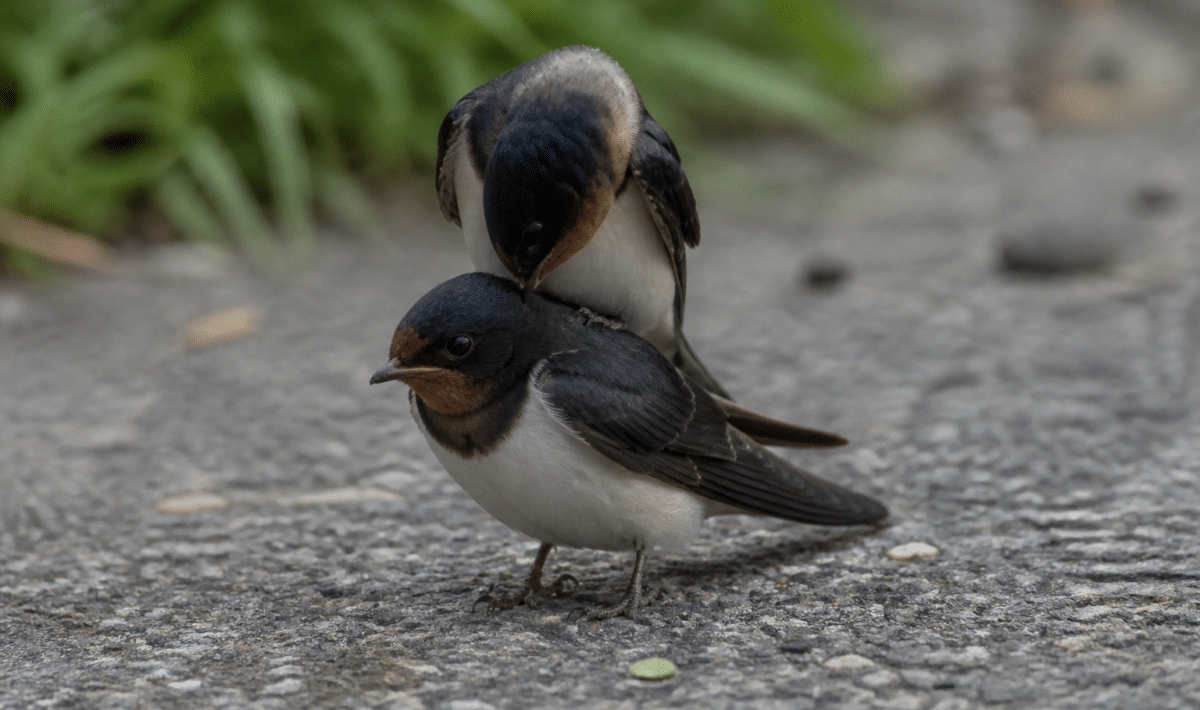 Deux oiseaux se touchant, l'un sur le dos de l'autre