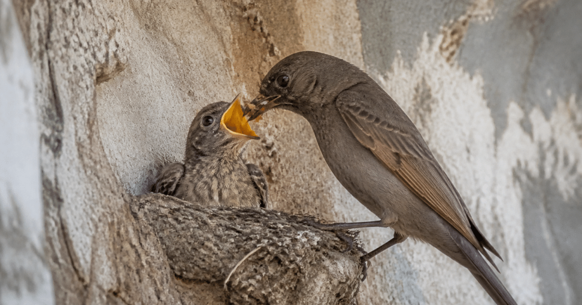 Oisillon la bouche grande ouverte recevant nourriture du parent