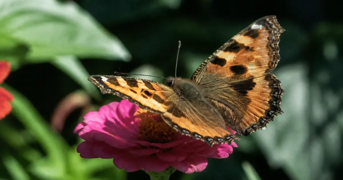 Papillon aux ailes deployees buvant nectar fleur rose