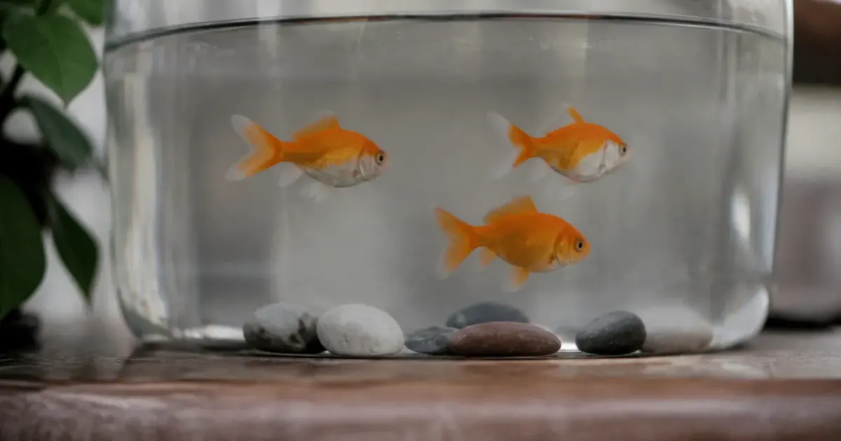 Trois poissons rouges nageant dans un petit aquarium transparent