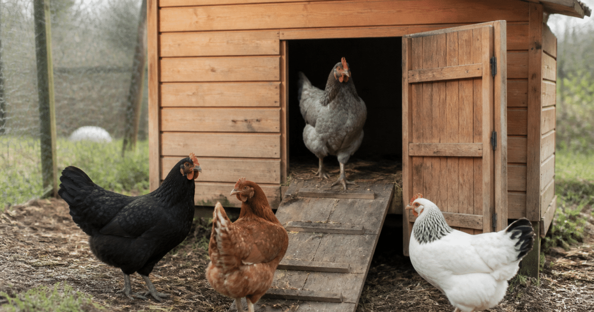 Petit poulailler en bois accueillant quatre poules dehors
