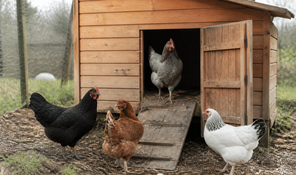 Petit poulailler en bois accueillant quatre poules dehors