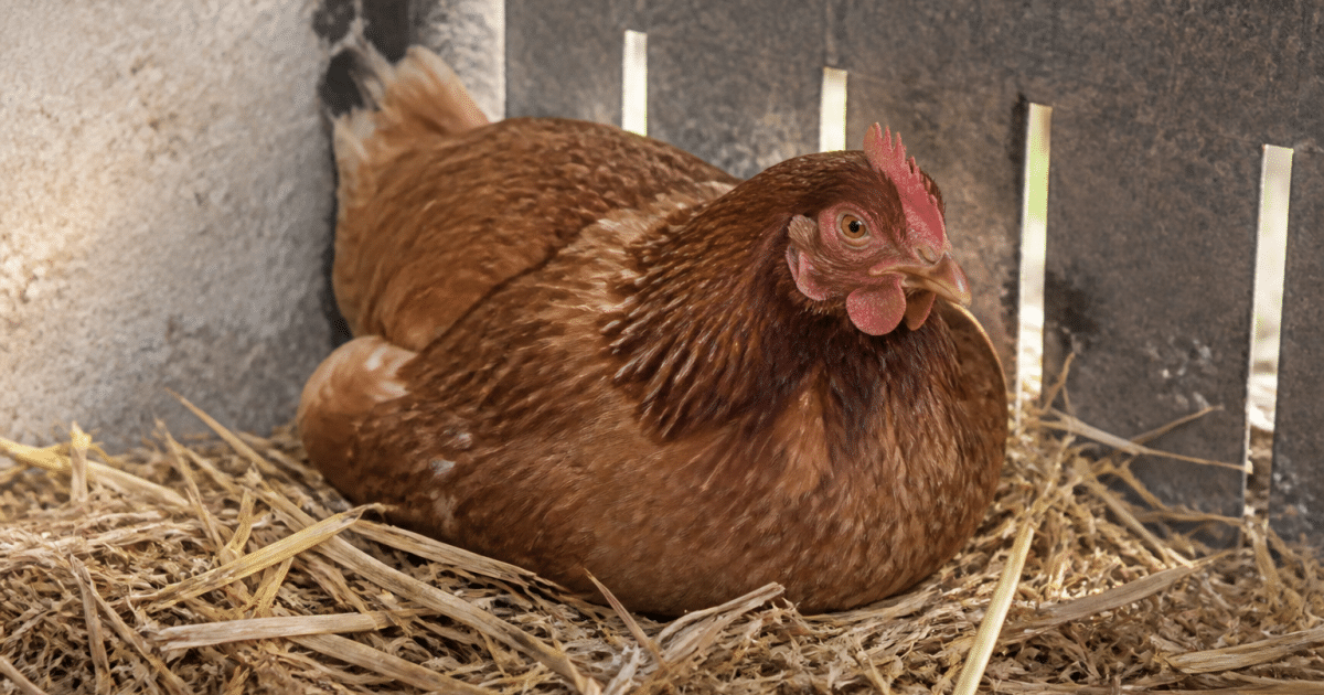 Poule brune accroupie sur nid de paille doree