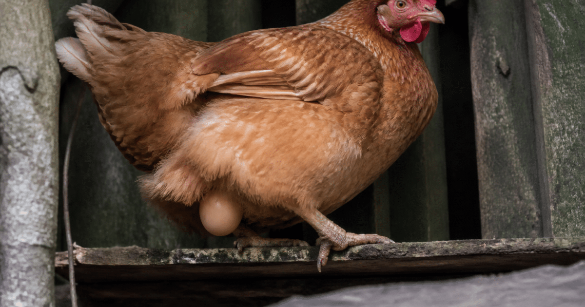 Poule brune perchee sur bois pondant un oeuf frais