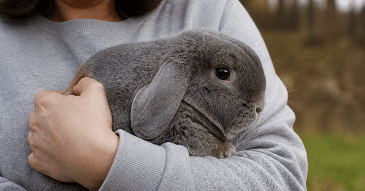 Personne tenant un lapin gris contre sa poitrine avec les deux mains