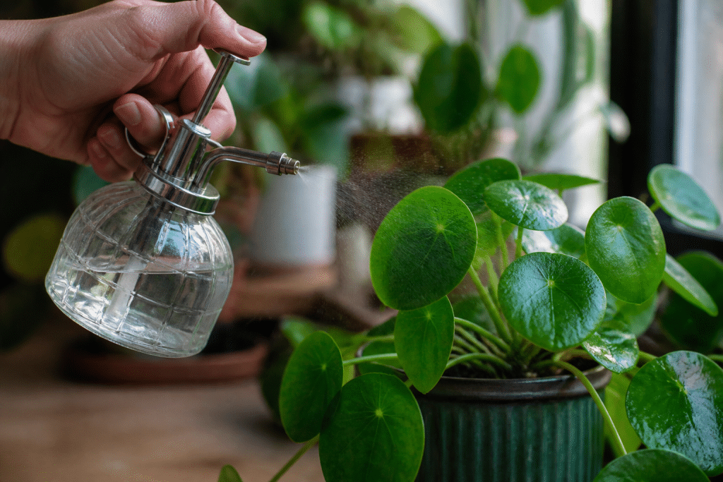 Vaporisateur pulverisant eau sur plantes vertes en verre