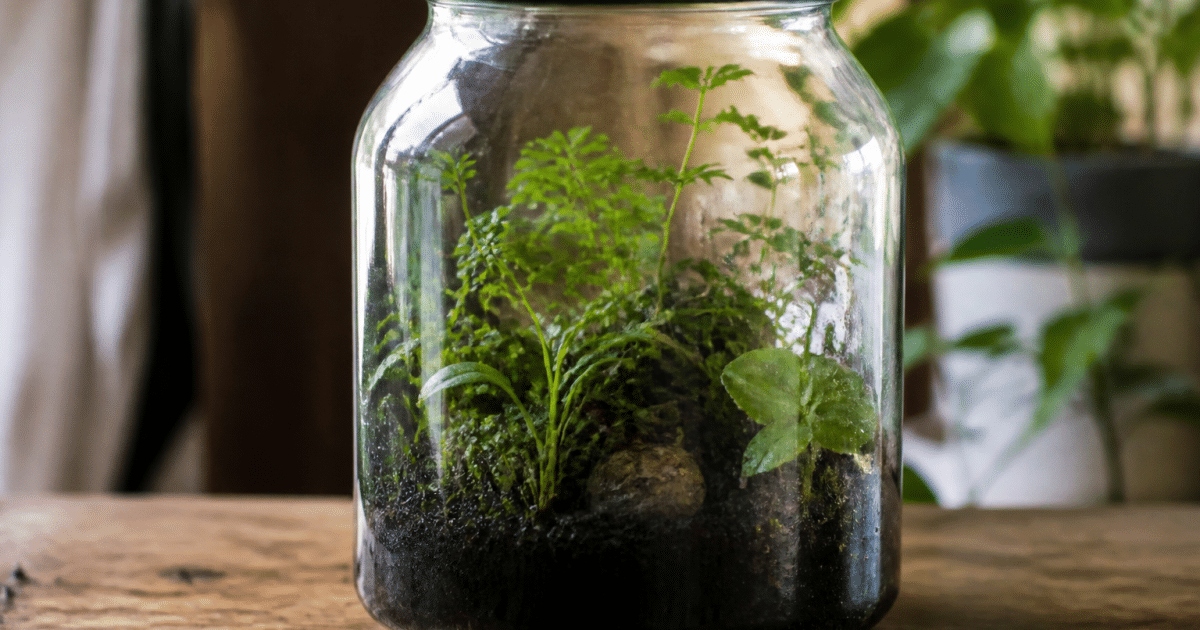 Bocal verre transparent contenant plantes vertes et sol humide