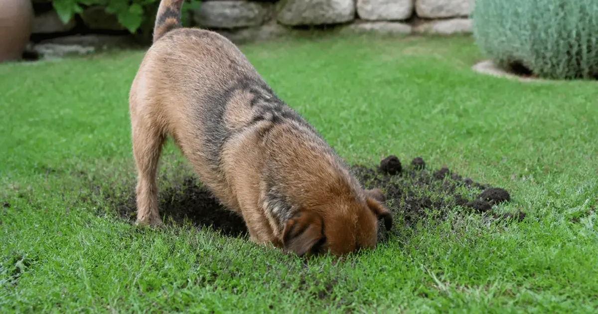 Terrier de blaireau creuse profondement dans herbe verte du jardin