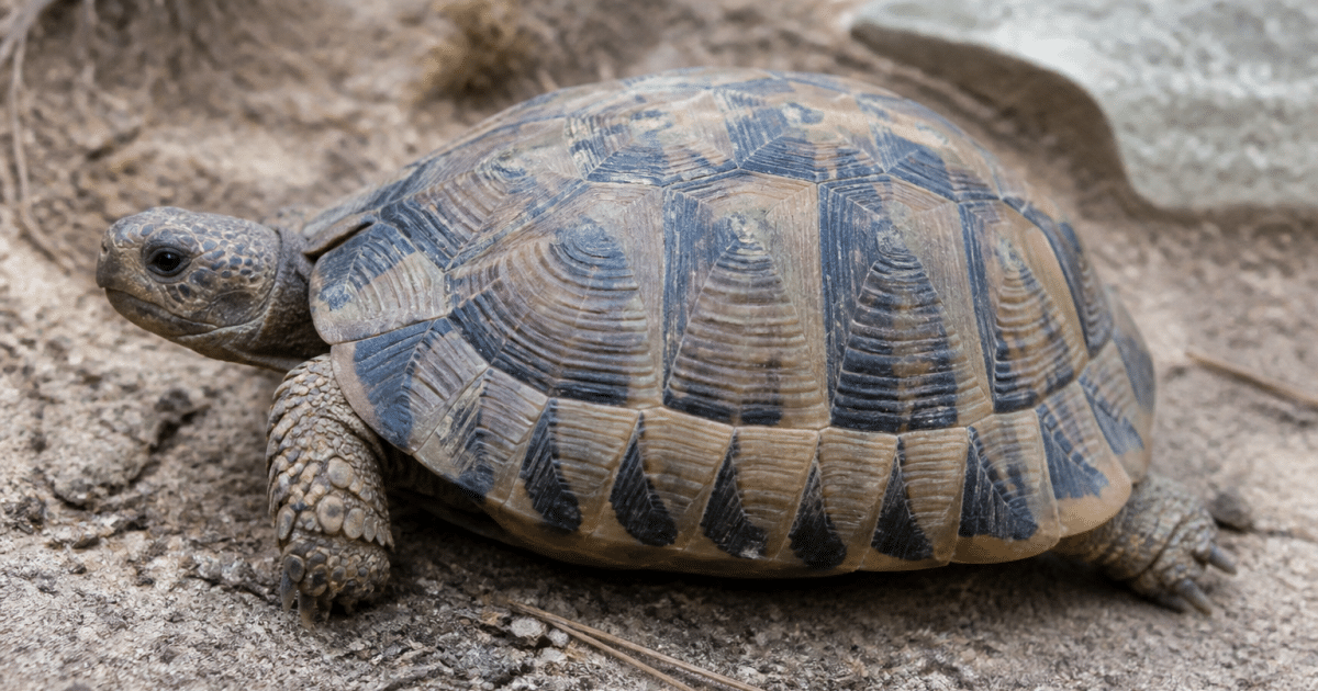 Tortue de profil montrant sa carapace striee avec des anneaux concentriques visibles
