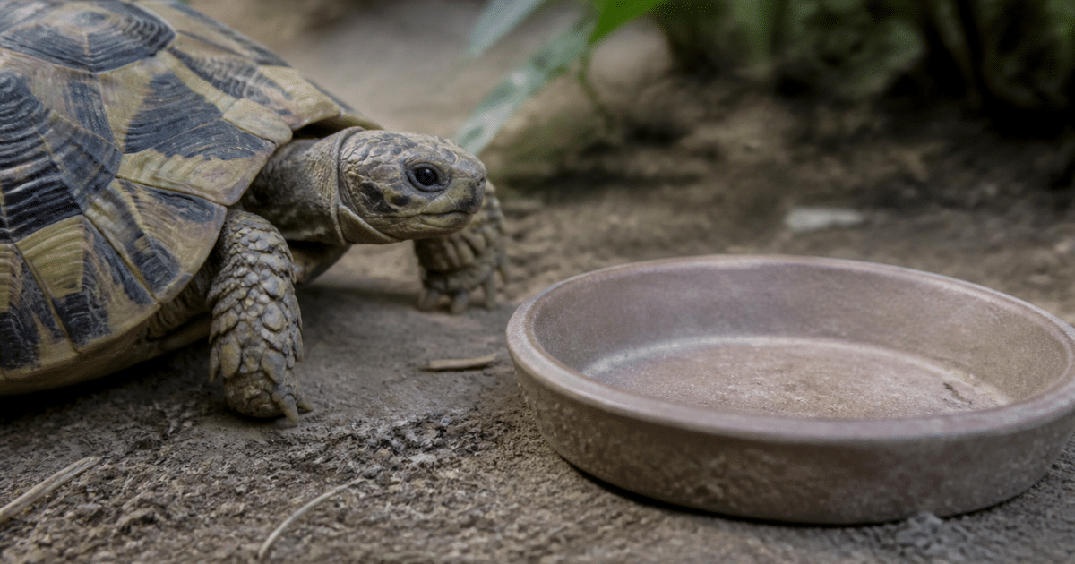 Tortue immobile face a gamelle alimentaire vide devant elle