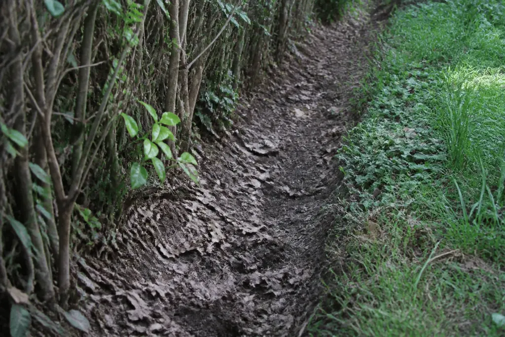 Traces brunes en bordure de haie rurale et jardin urbain